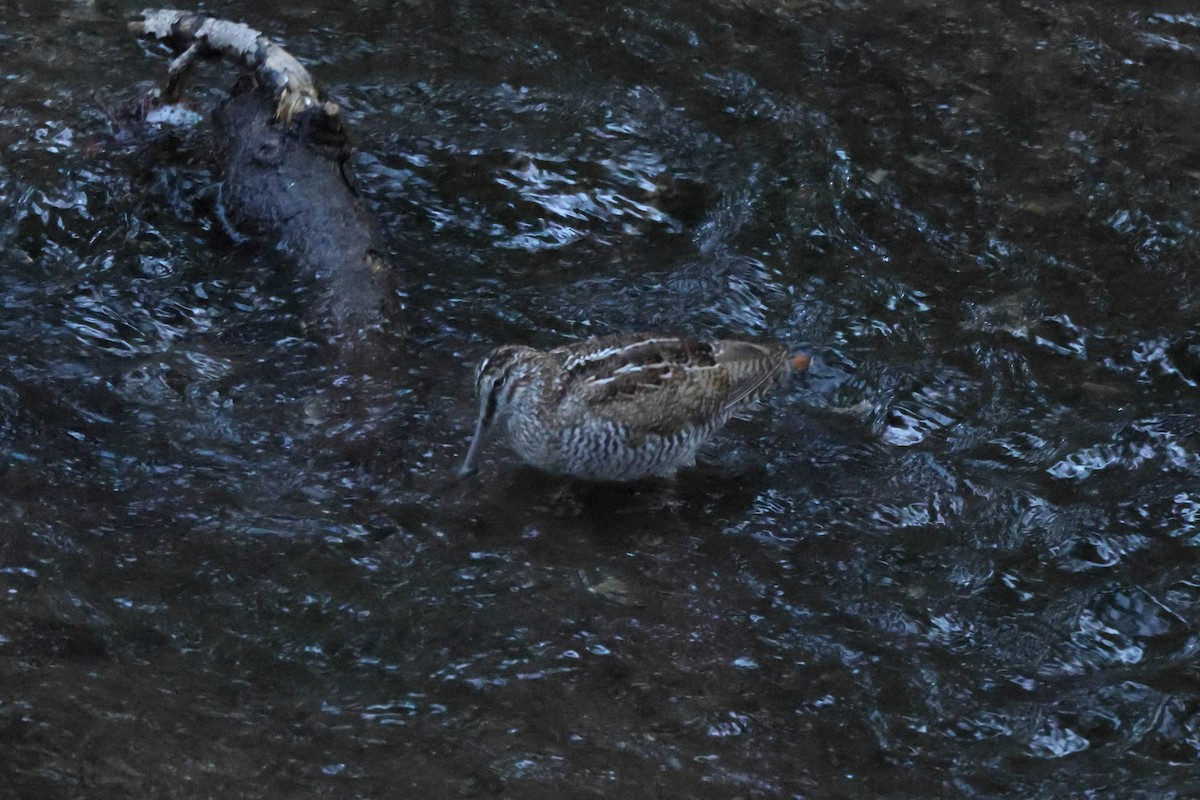 Solitary Snipe - ML637668565
