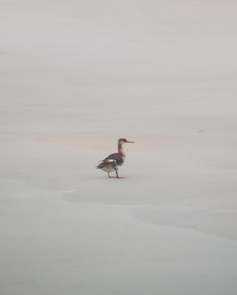 Red-breasted Merganser - ML637668577