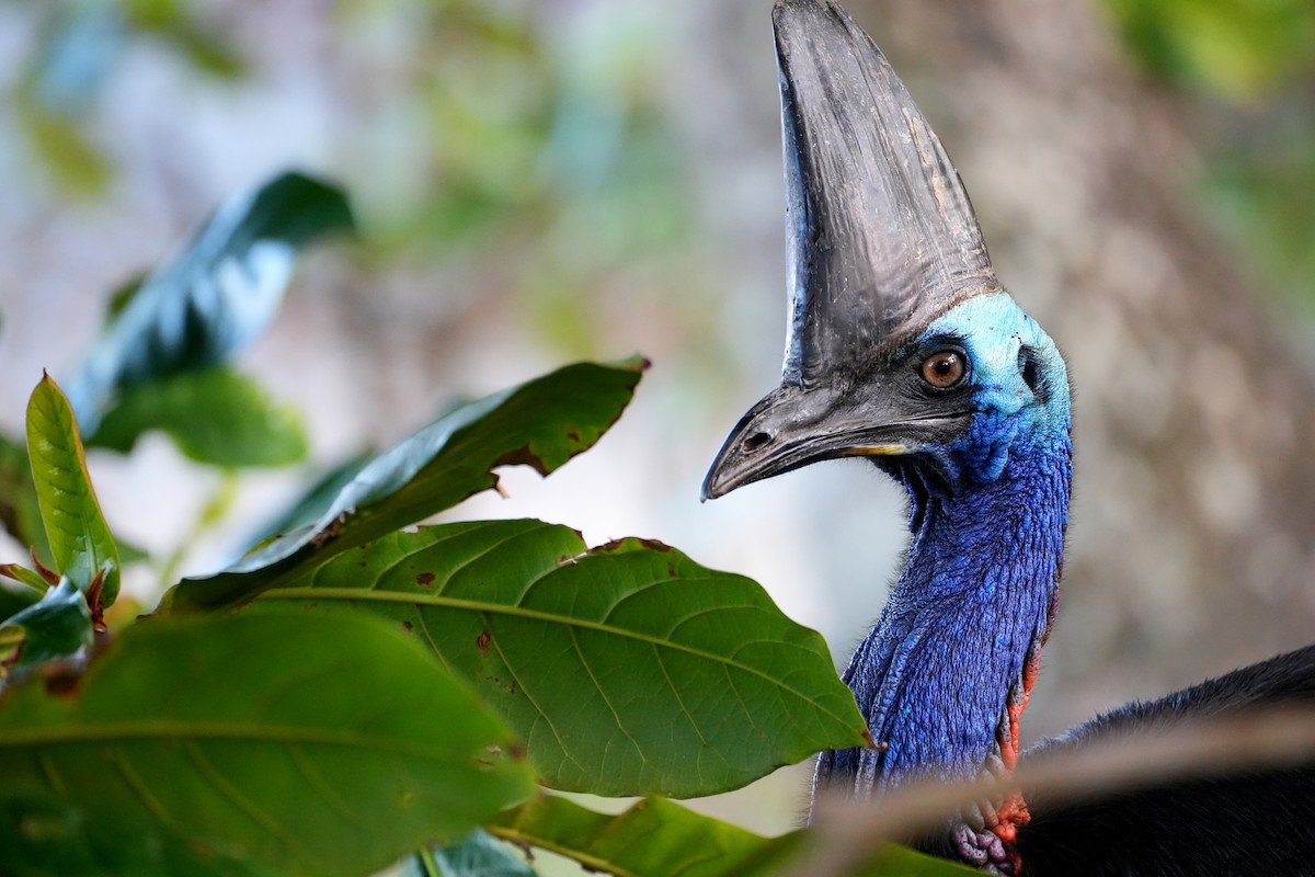 Southern Cassowary - ML637668582