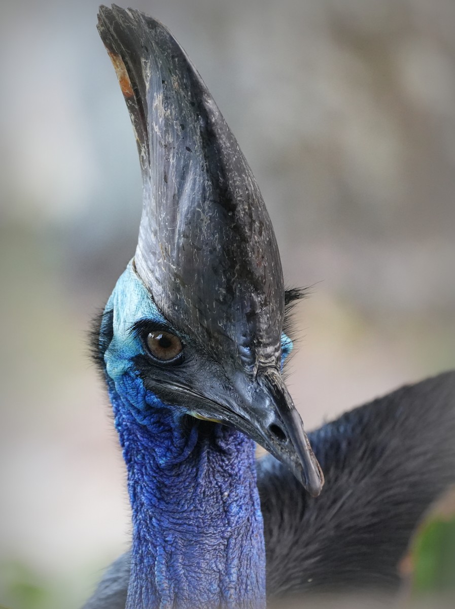 Southern Cassowary - ML637668630