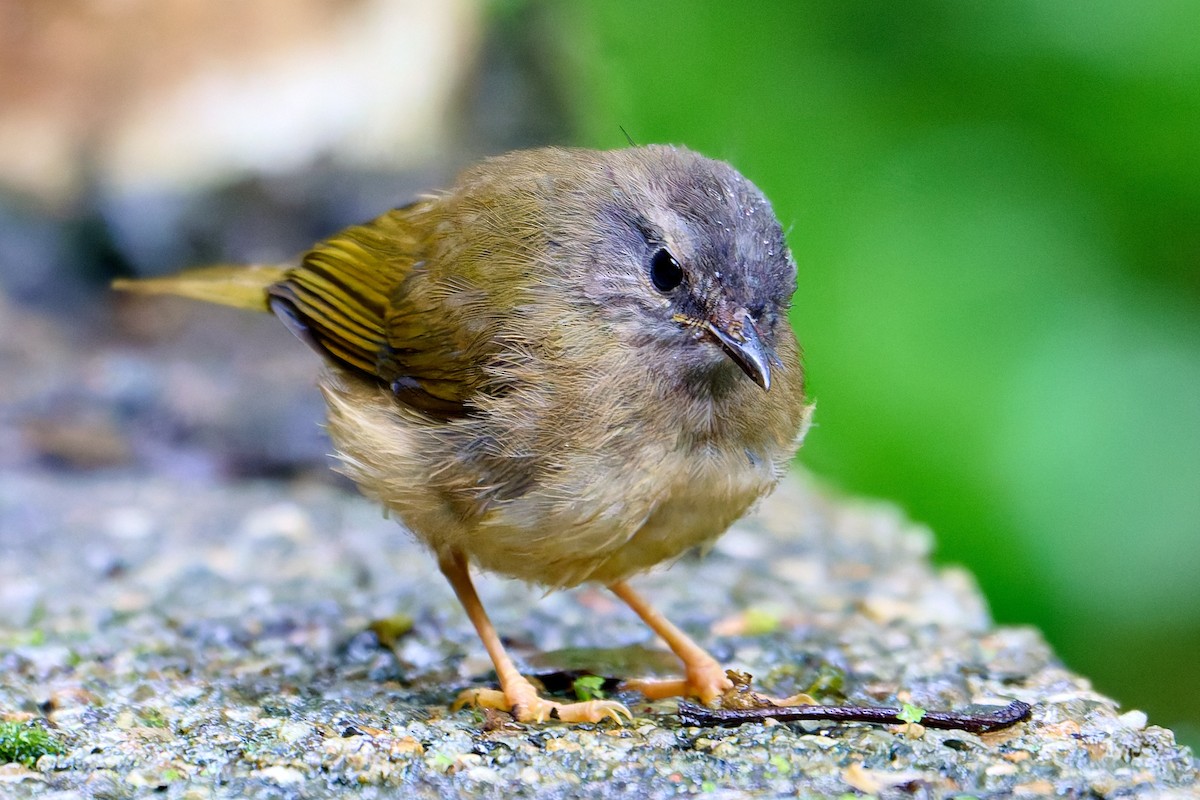 flodparula - ML637668698
