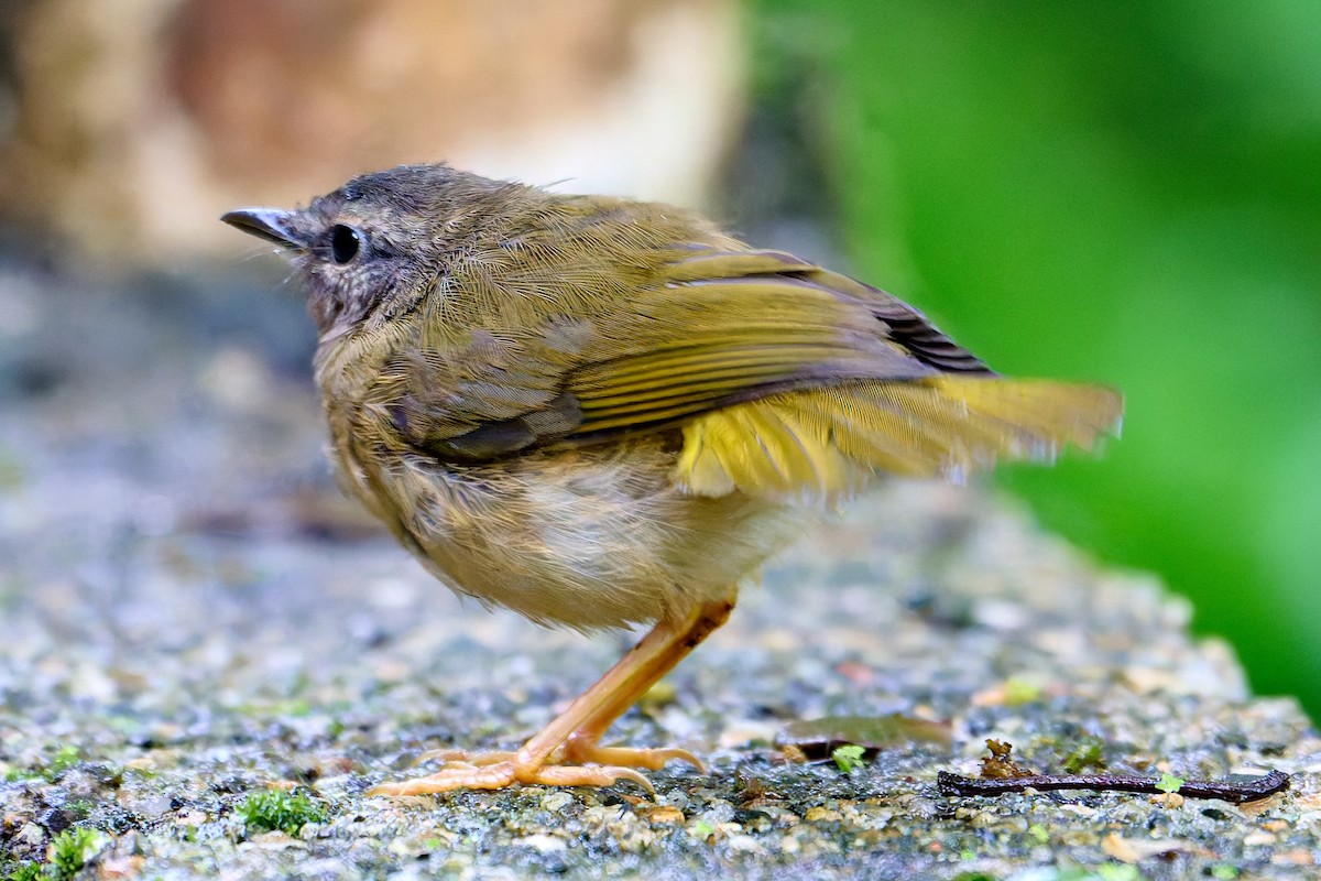 flodparula - ML637668699