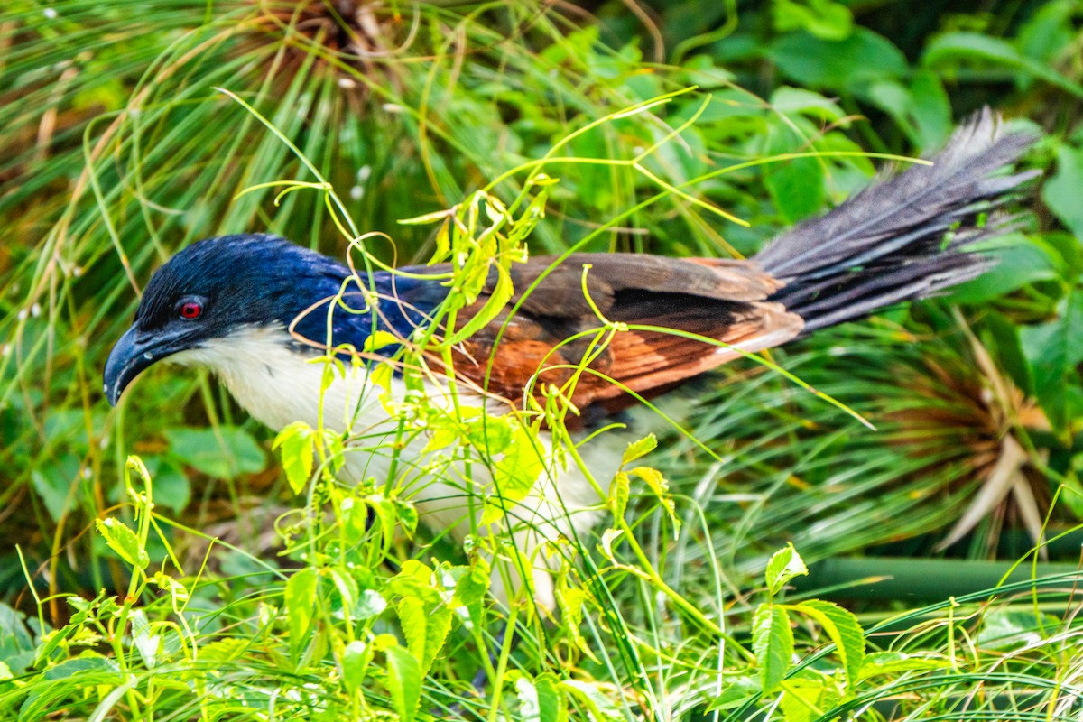 Blue-headed Coucal - ML637668745