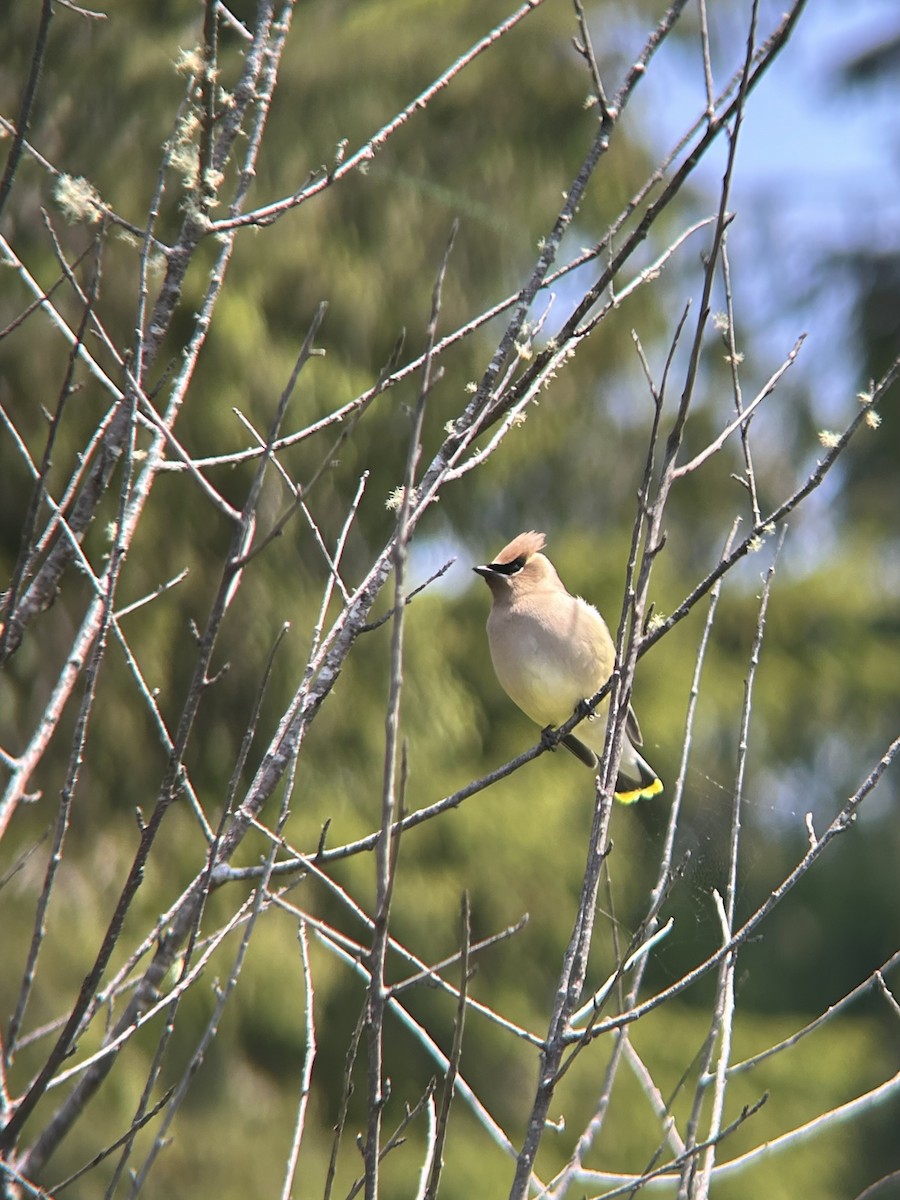 Cedar Waxwing - ML637668854