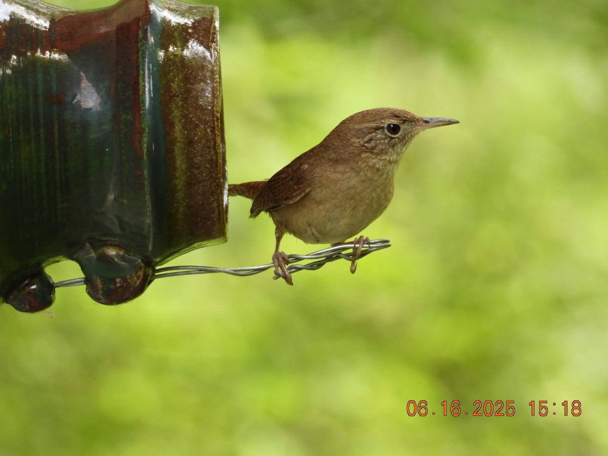 Northern House Wren - ML637668857