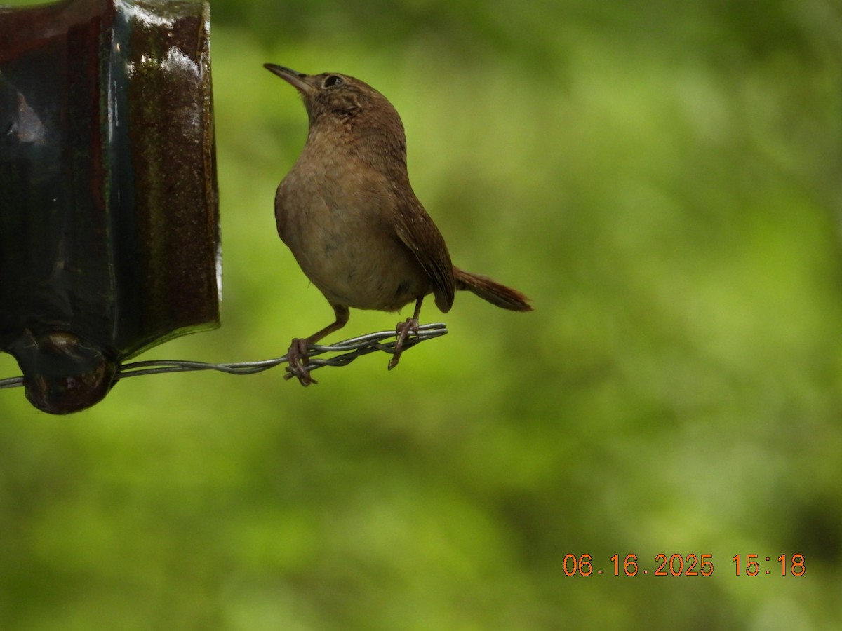 Northern House Wren - ML637668858