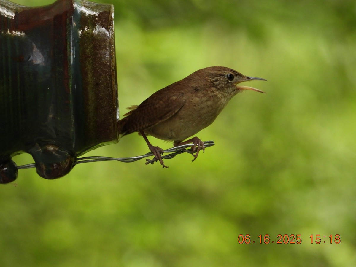 Northern House Wren - ML637668859