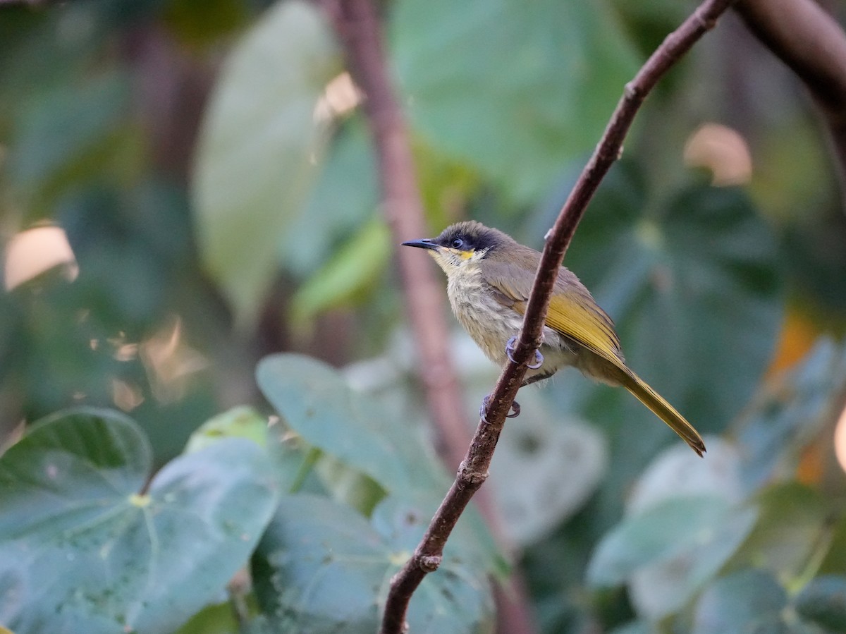 Varied Honeyeater - ML637668878