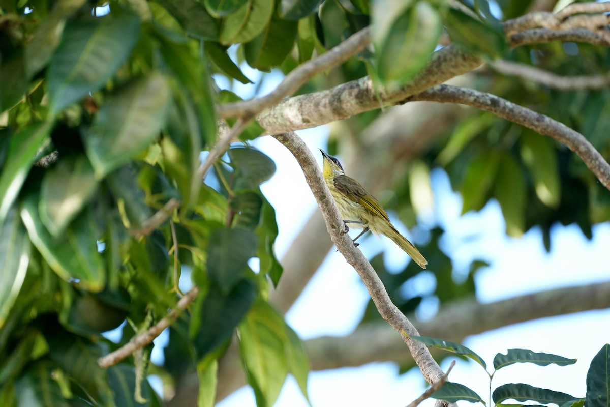 Varied Honeyeater - ML637668879