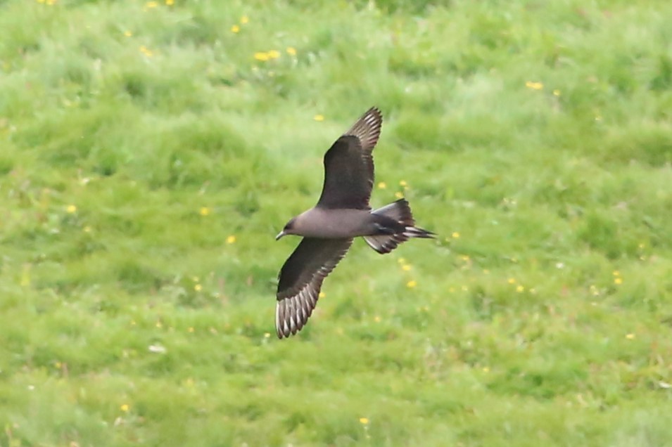 Parasitic Jaeger - ML637668899