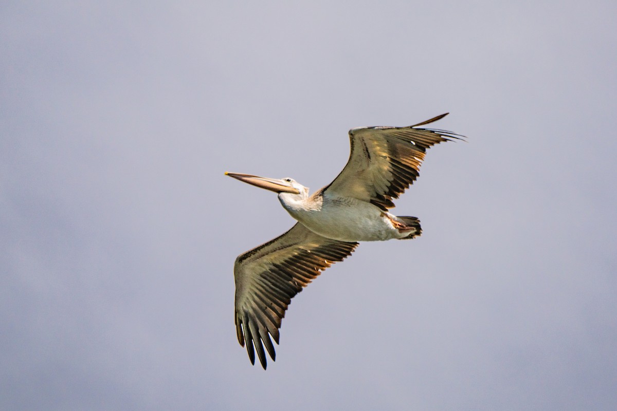 Pink-backed Pelican - ML637668921