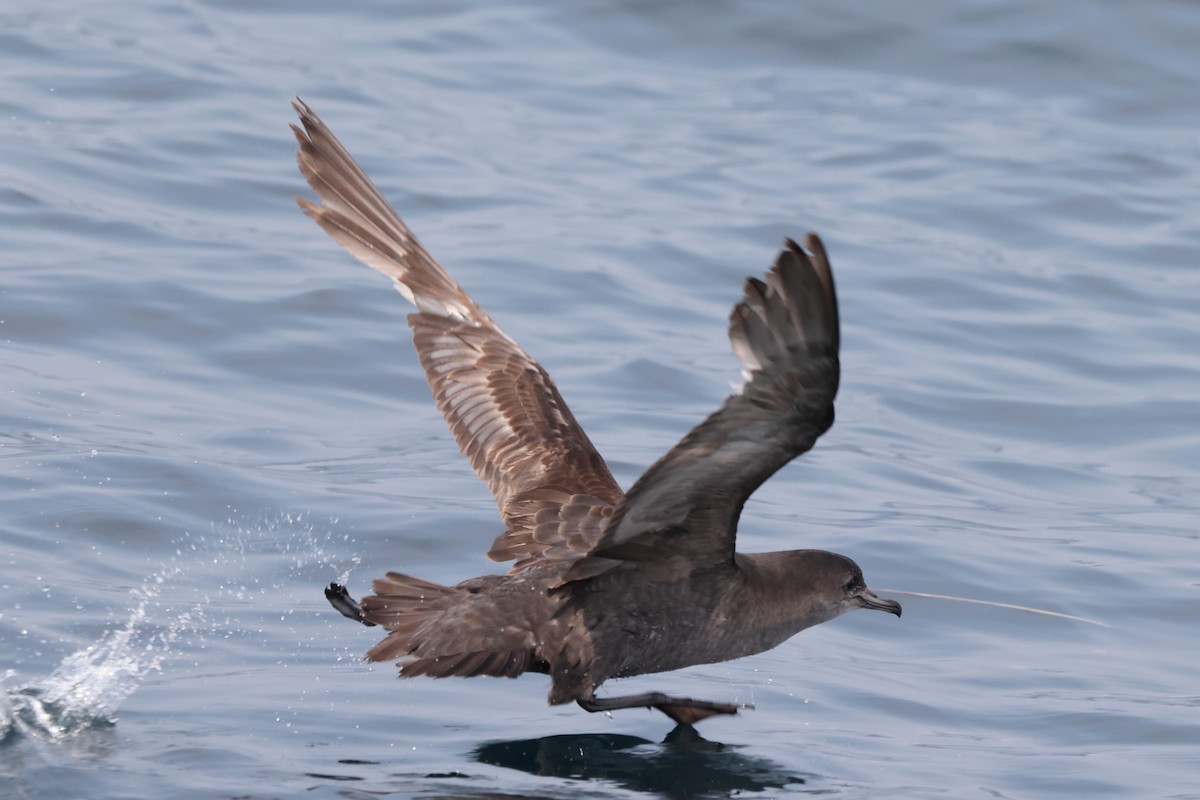 Short-tailed Shearwater - ML637668924