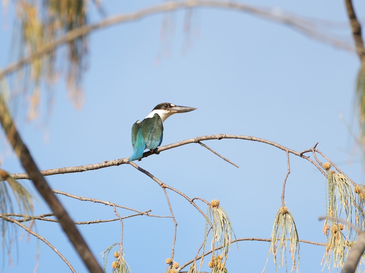 Torresian Kingfisher - ML637668952