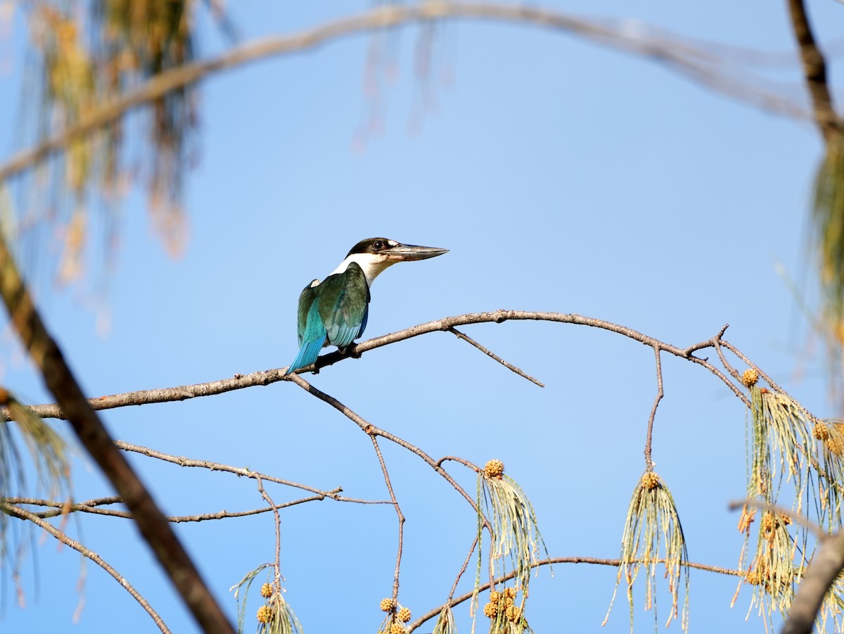 Torresian Kingfisher - ML637668953