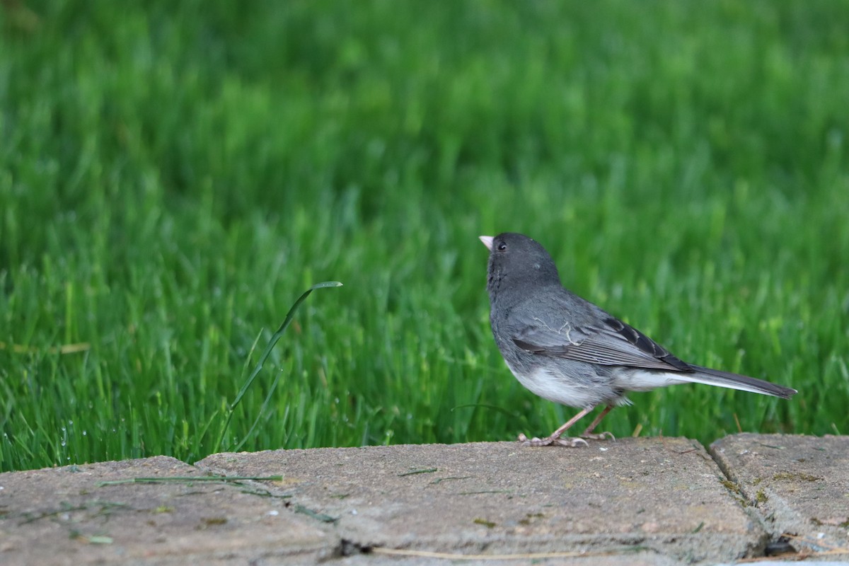 Dark-eyed Junco - ML637668967