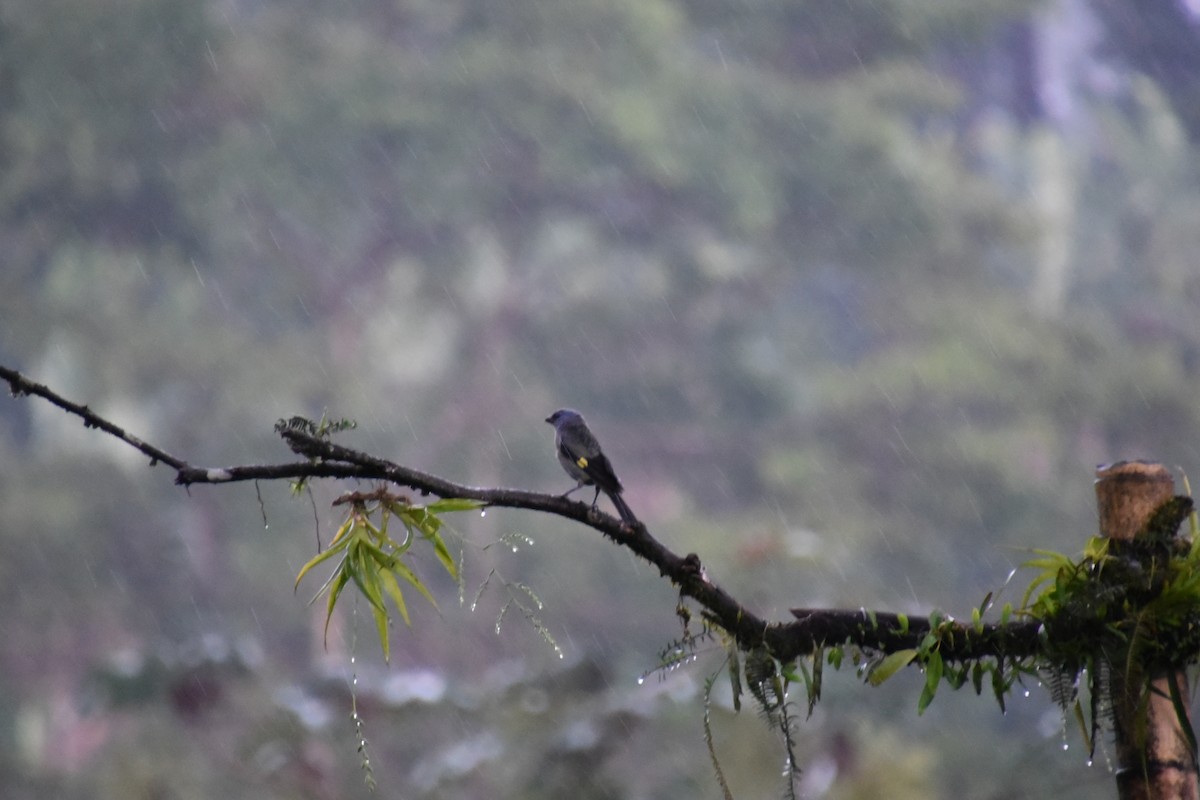 Tangara Aliamarilla - ML637669002