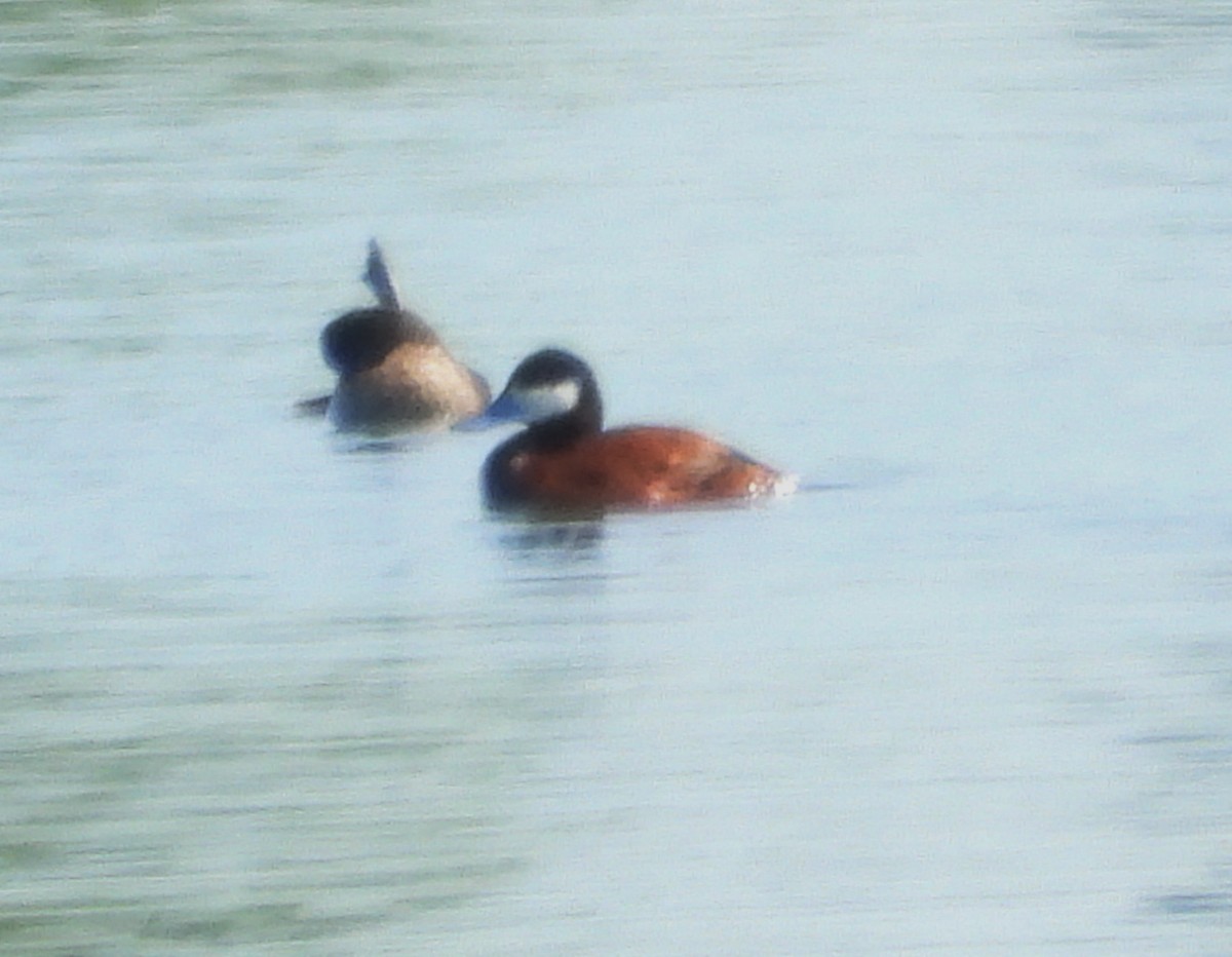 Gobbo della Giamaica - ML637669023