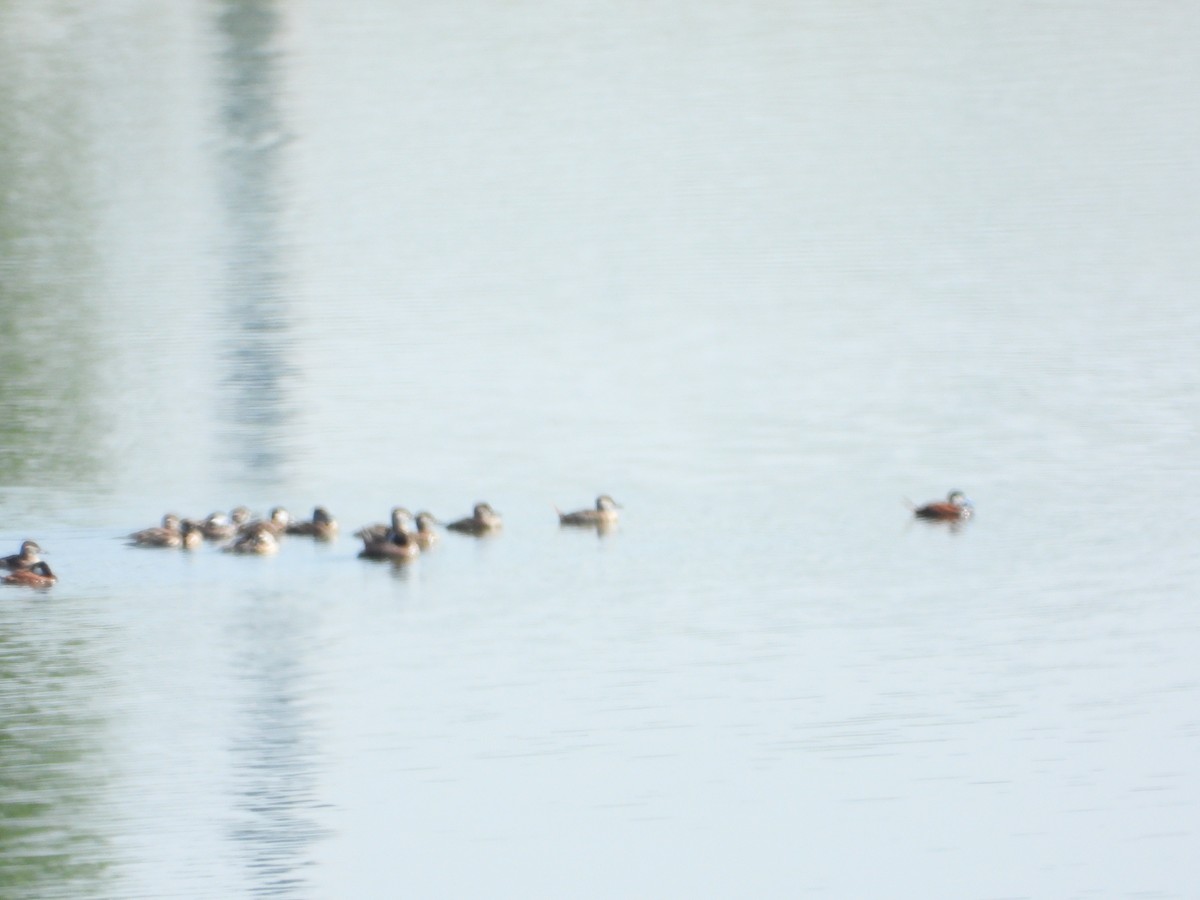 Gobbo della Giamaica - ML637669024