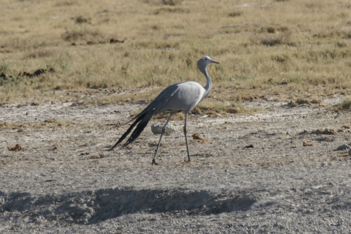 Blue Crane - ML637669028