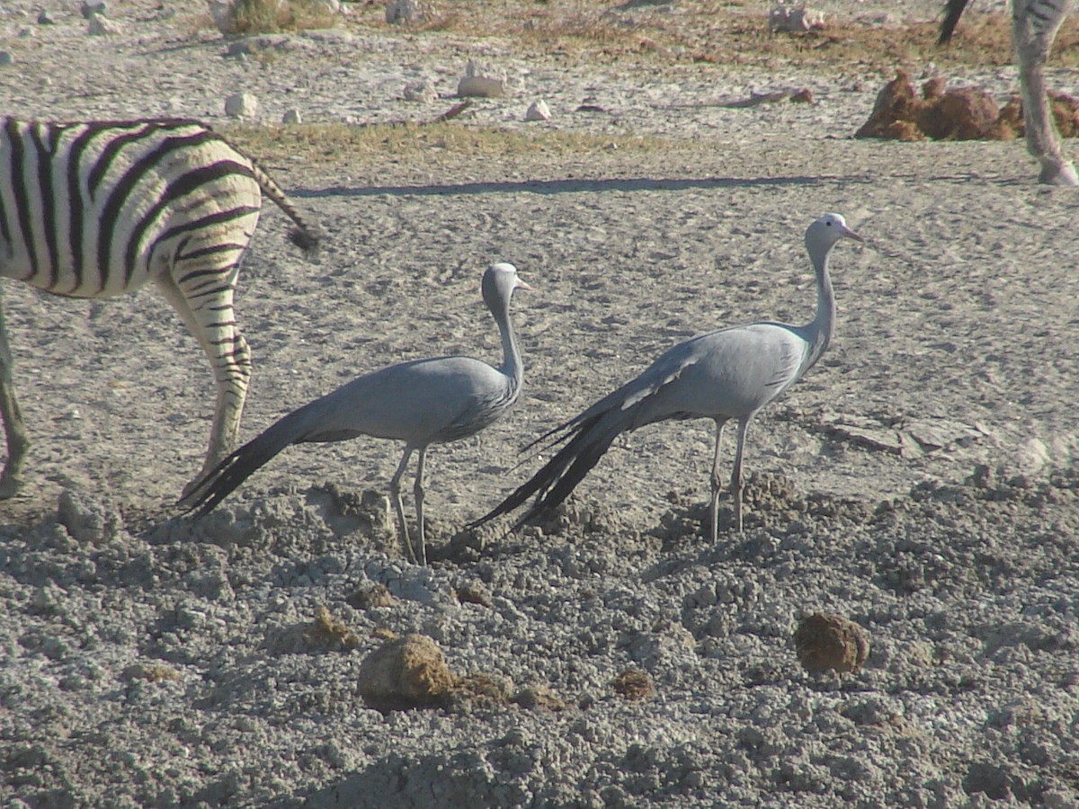Blue Crane - ML637669029