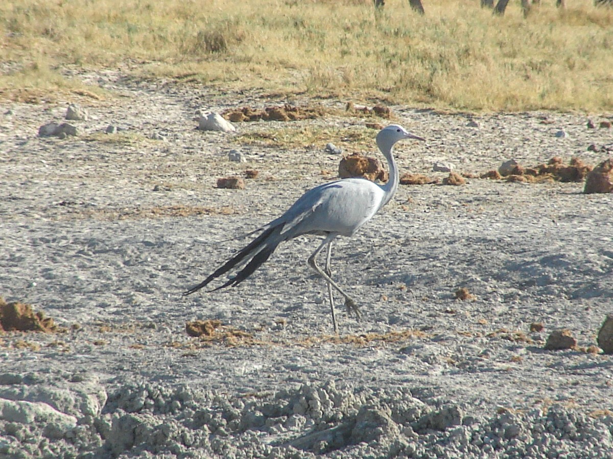 Blue Crane - ML637669030