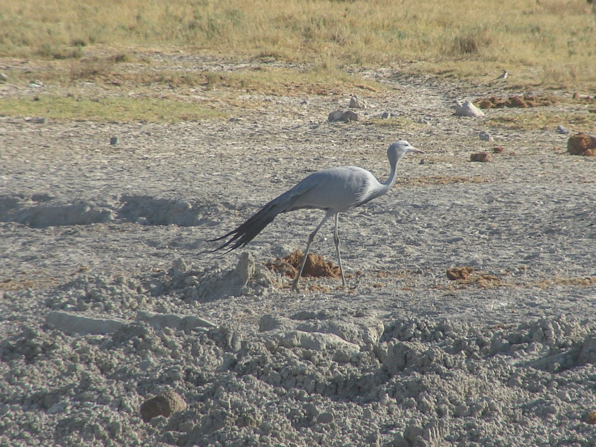 Blue Crane - ML637669031