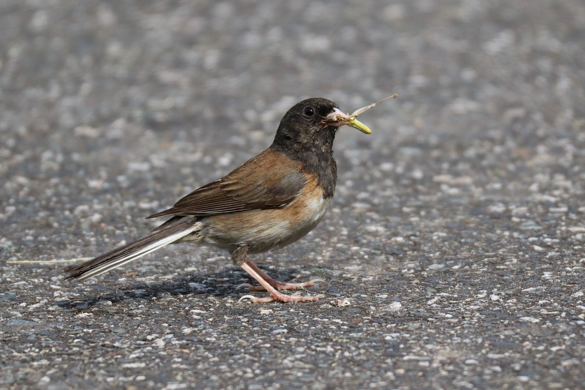 Dark-eyed Junco (Oregon) - ML637669085