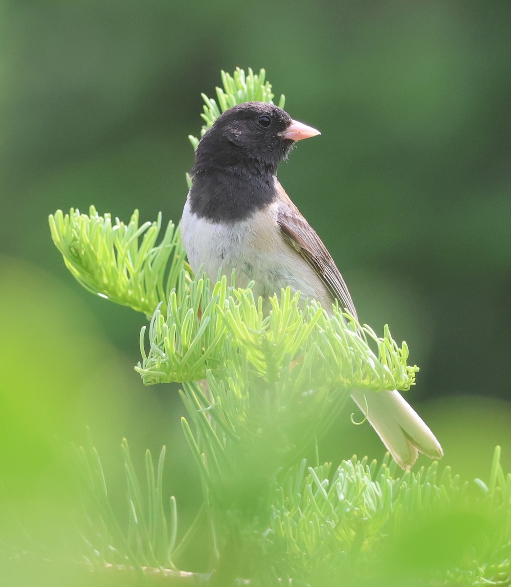 Dark-eyed Junco (Oregon) - ML637669149