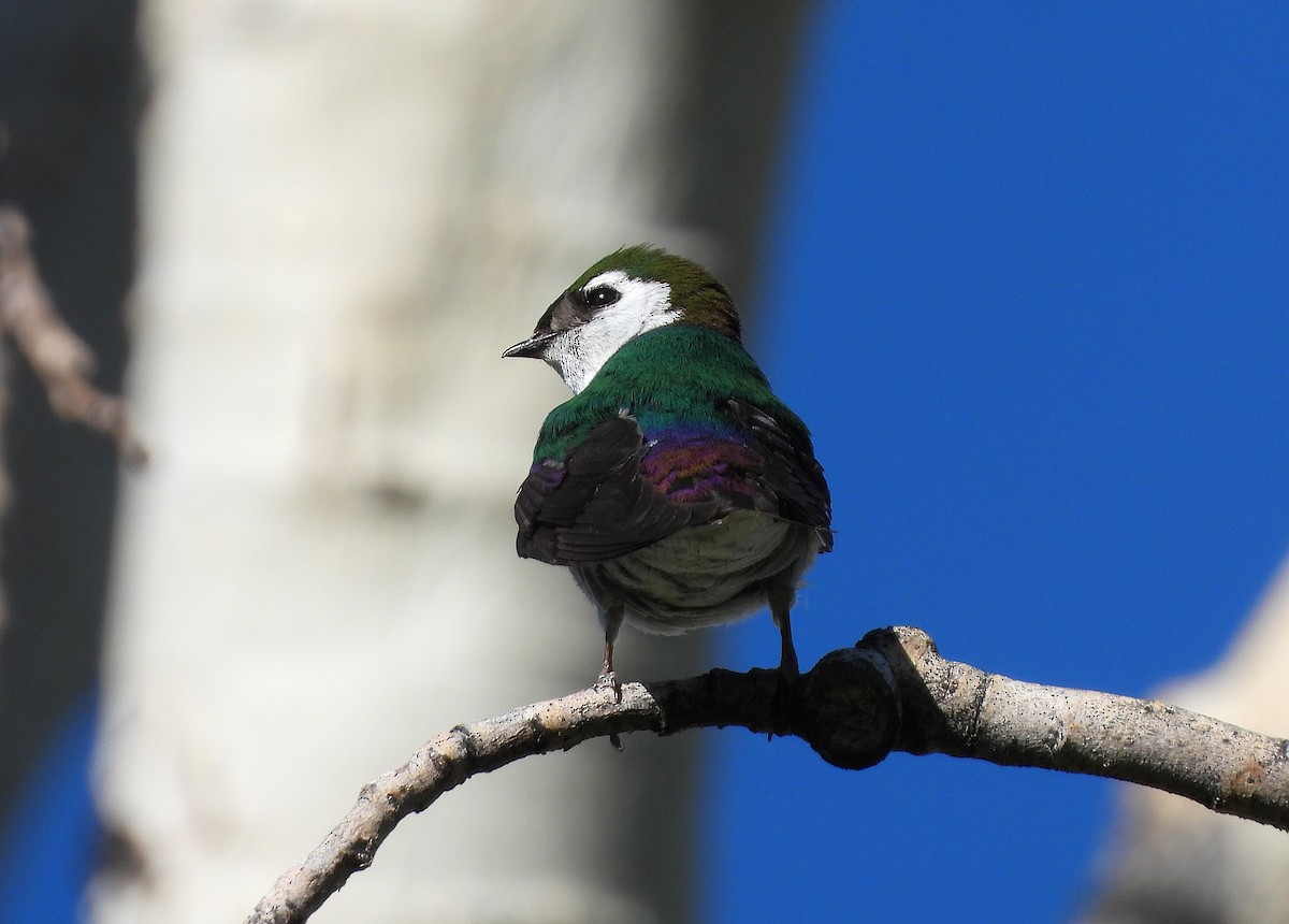 Violet-green Swallow - ML637669168