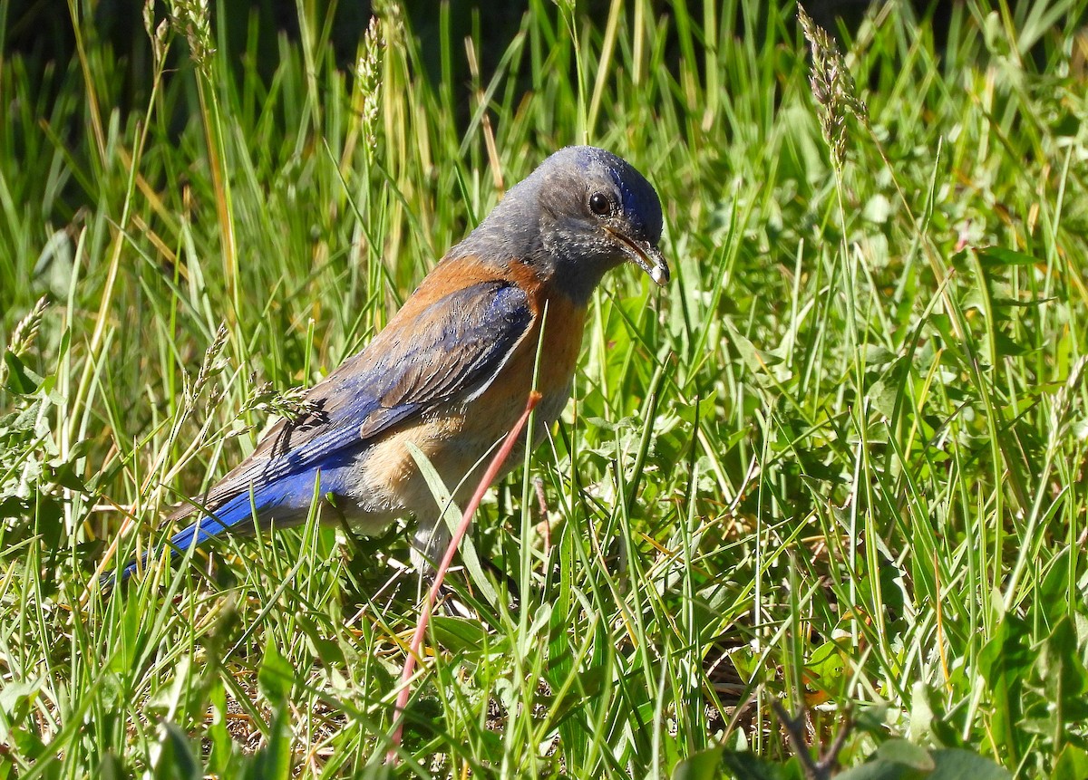 Western Bluebird - ML637669172