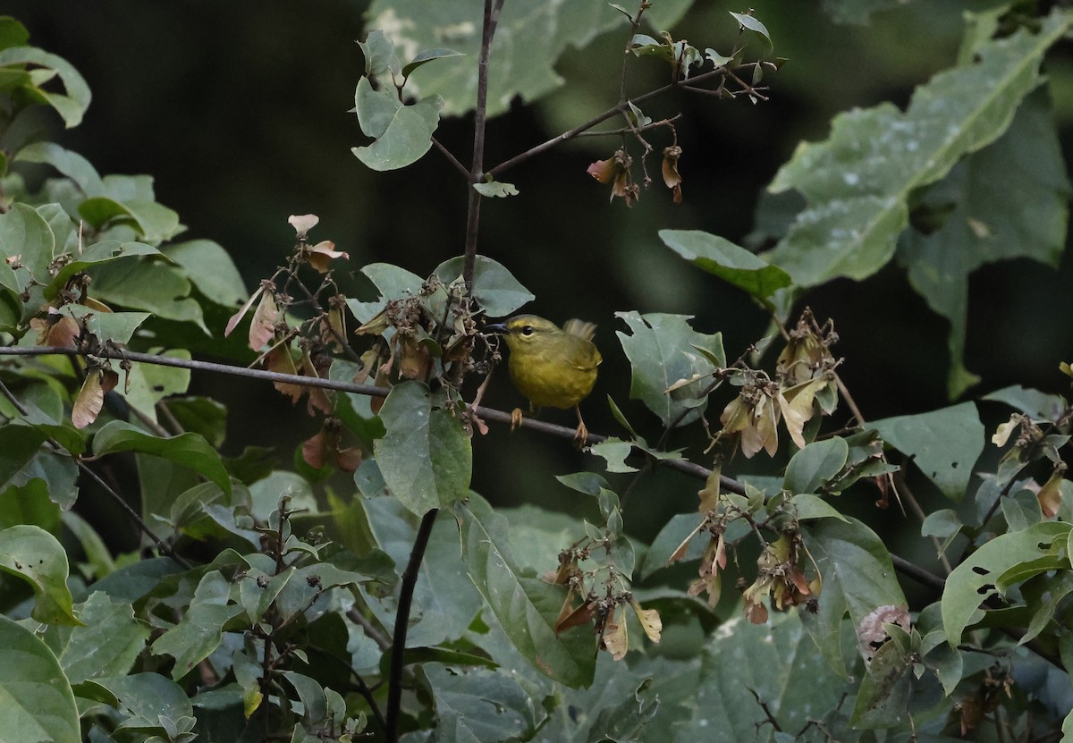 Two-banded Warbler - ML637669174