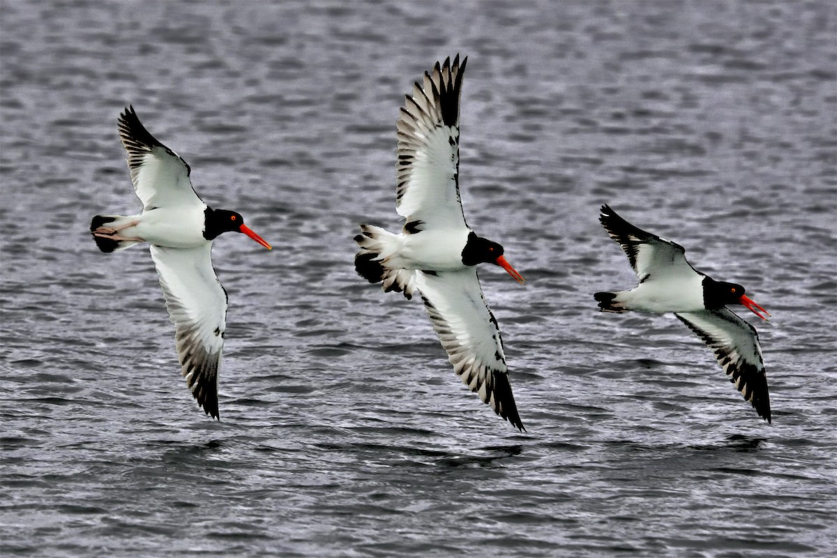 アメリカミヤコドリ - ML637669184