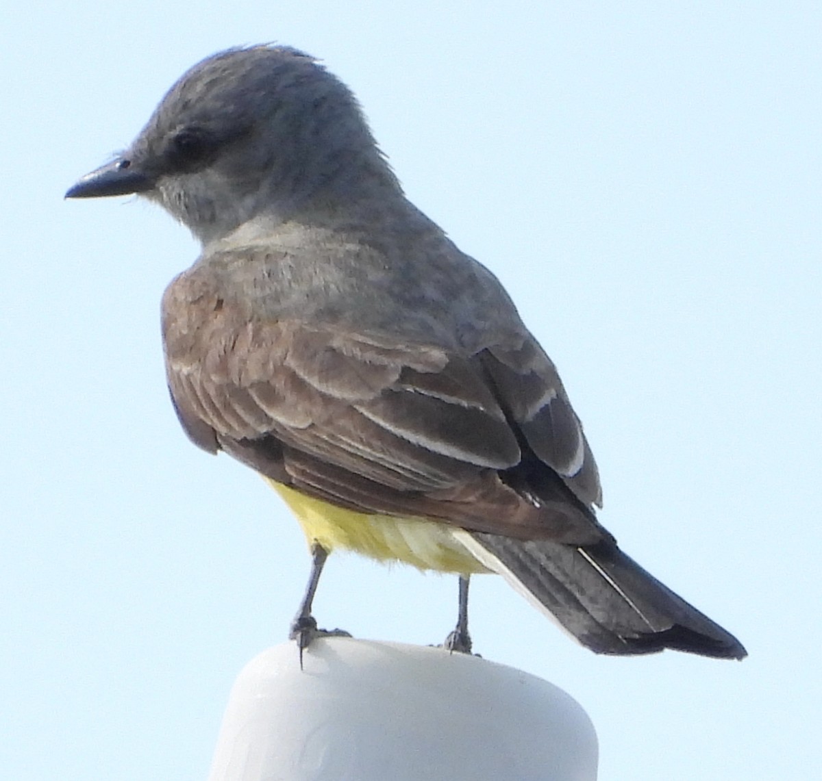Western Kingbird - ML637669200