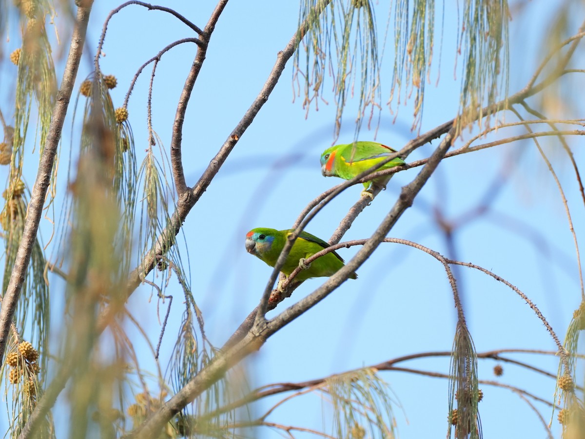 Double-eyed Fig-Parrot - ML637669263