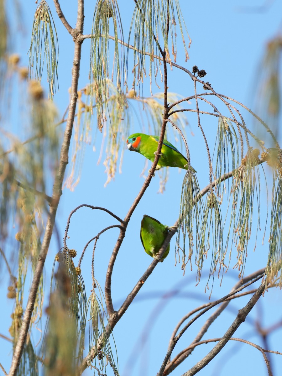Double-eyed Fig-Parrot - ML637669264