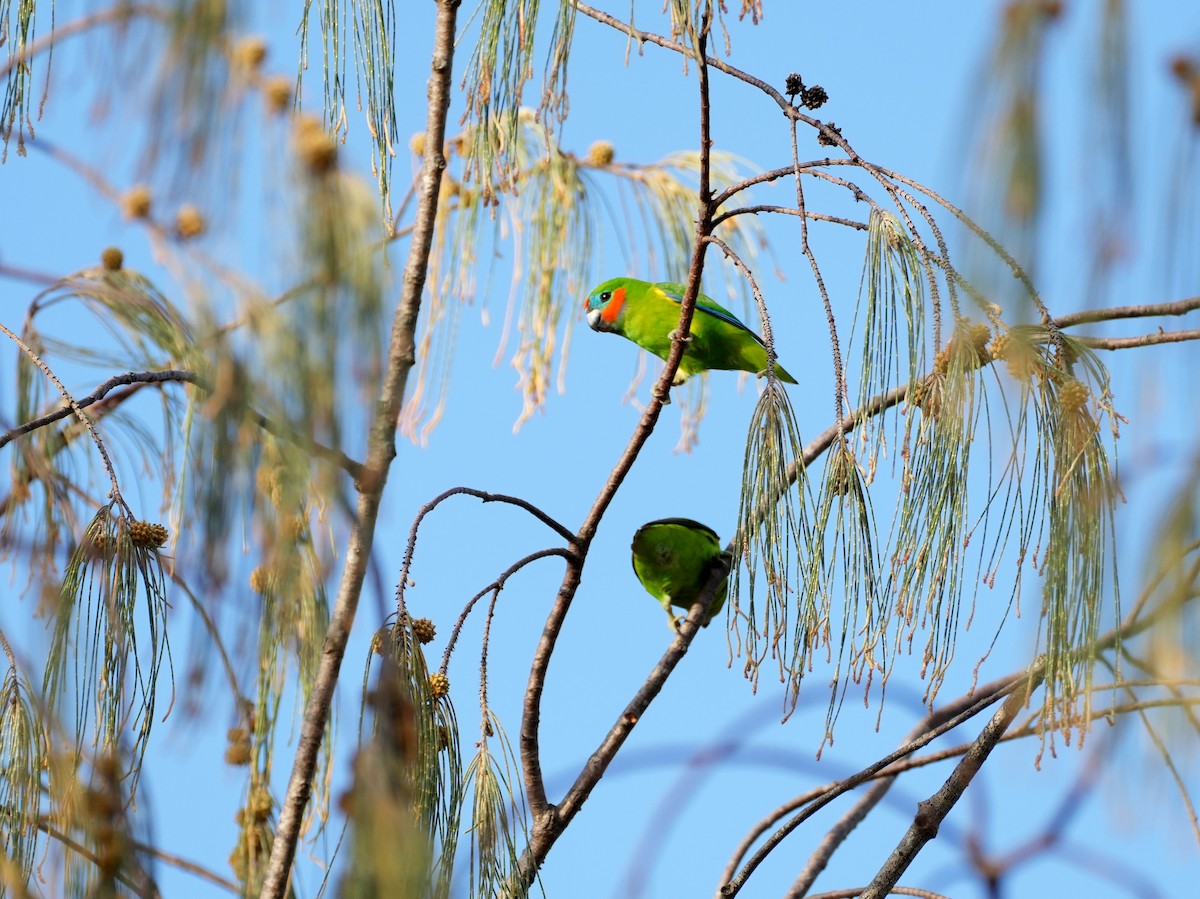 Double-eyed Fig-Parrot - ML637669265
