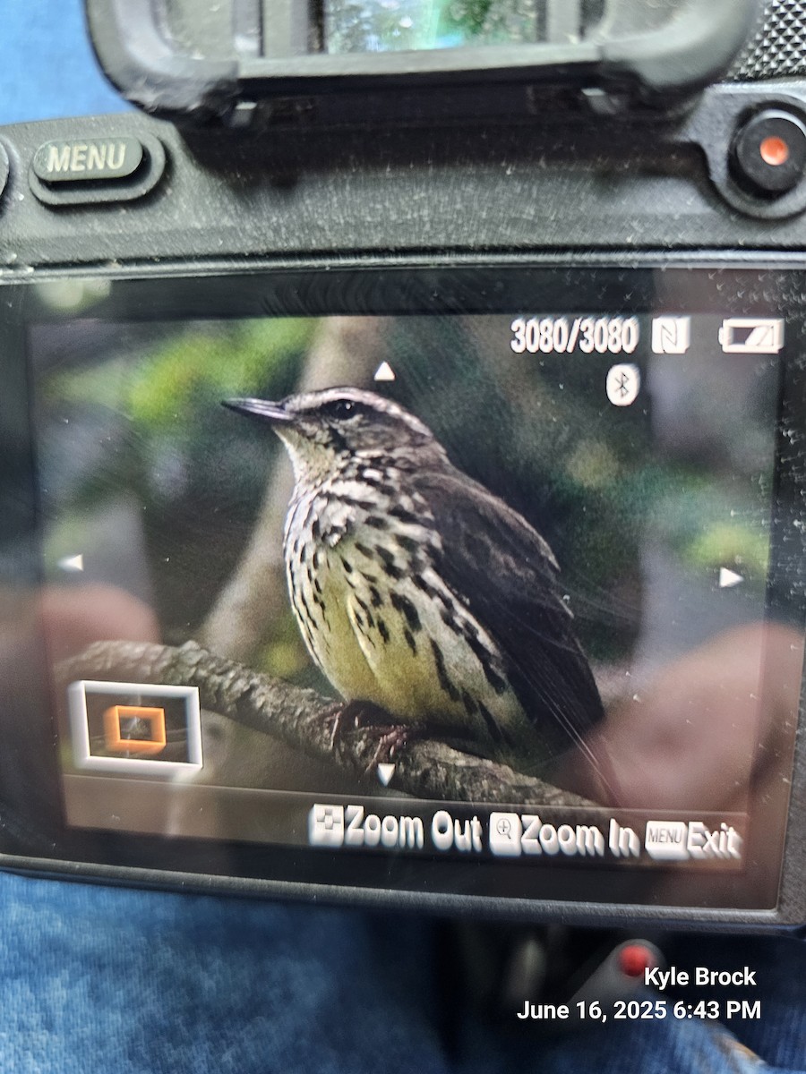 Northern Waterthrush - ML637669274