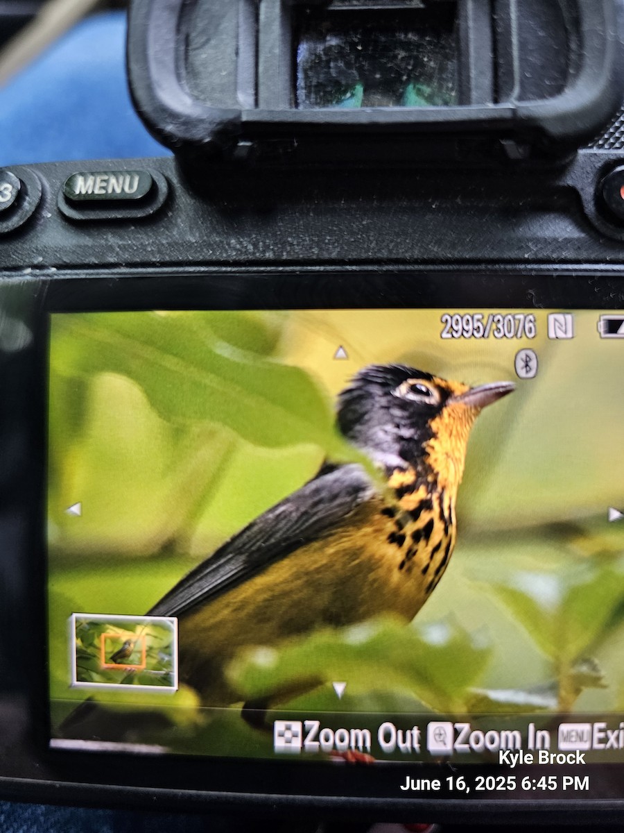 Canada Warbler - ML637669298