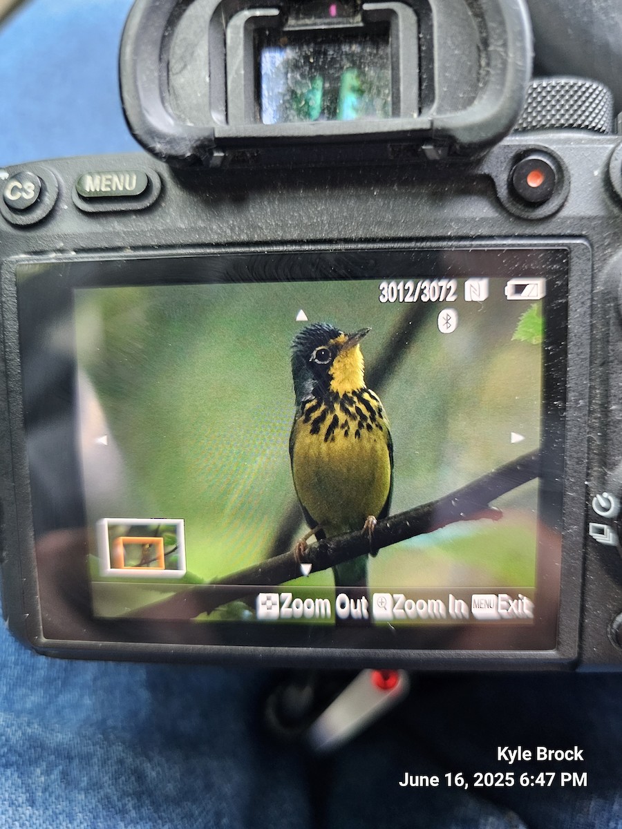 Canada Warbler - ML637669299