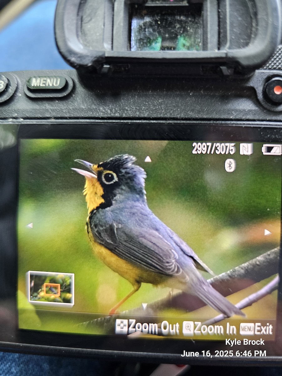 Canada Warbler - ML637669300