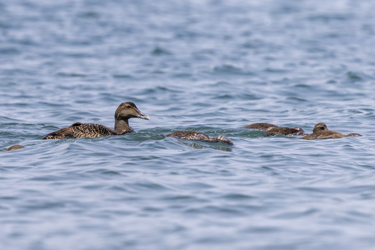 Common Eider - ML637669315