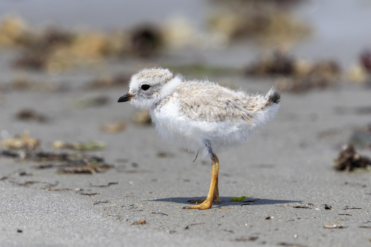 Piping Plover - ML637669340