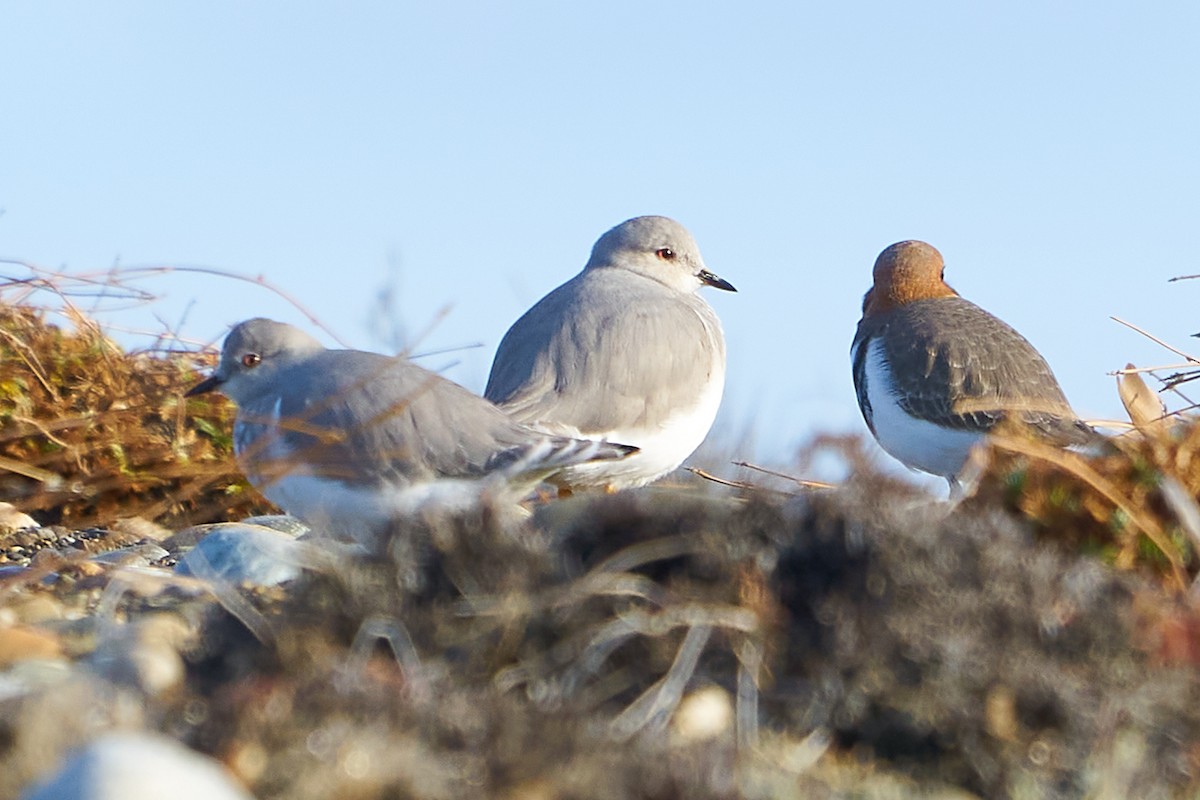 Magellanic Plover - ML637669346