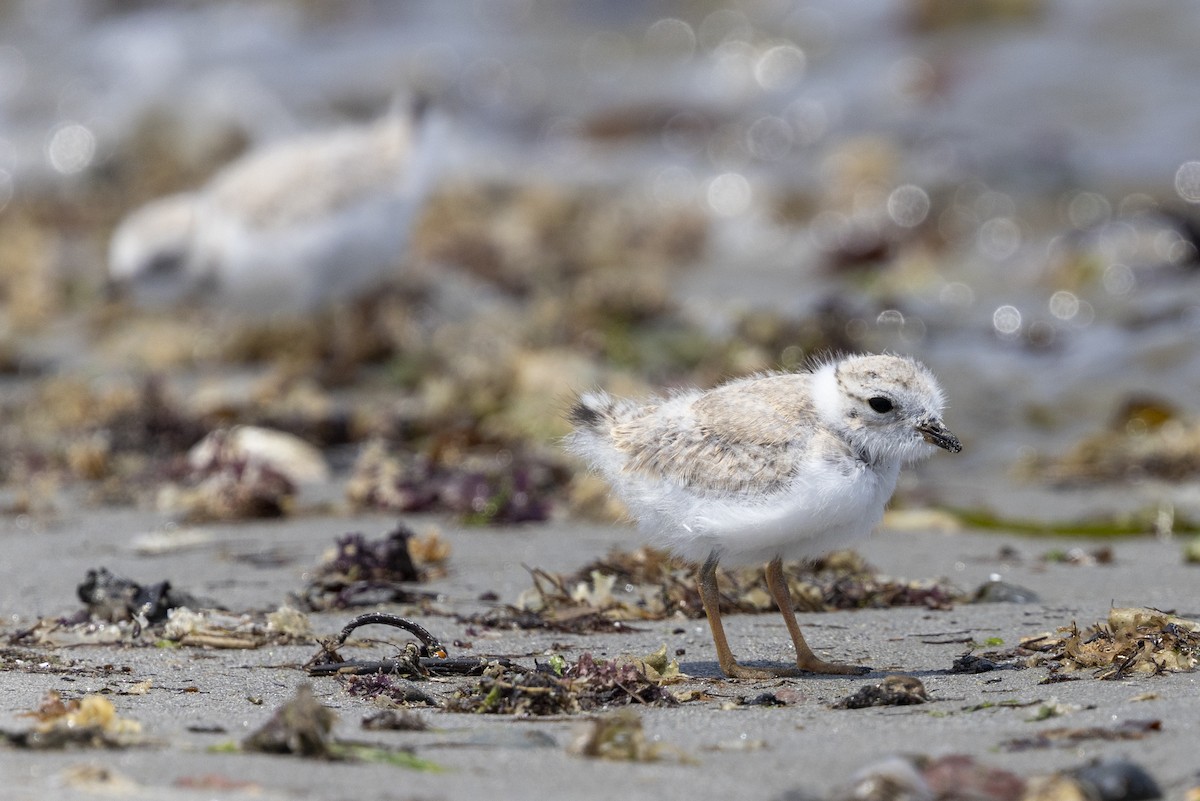Piping Plover - ML637669352