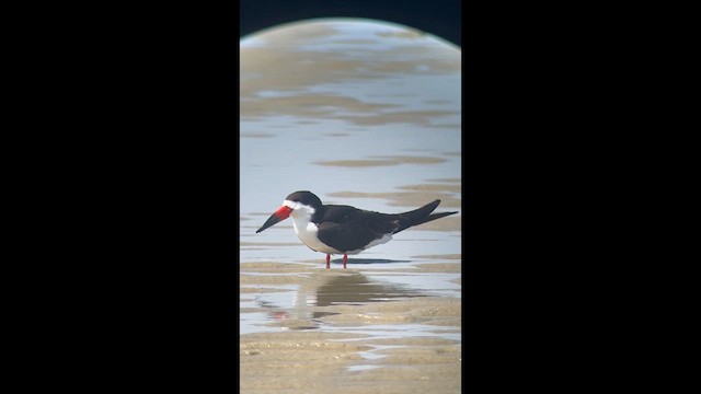 クロハサミアジサシ - ML637669421