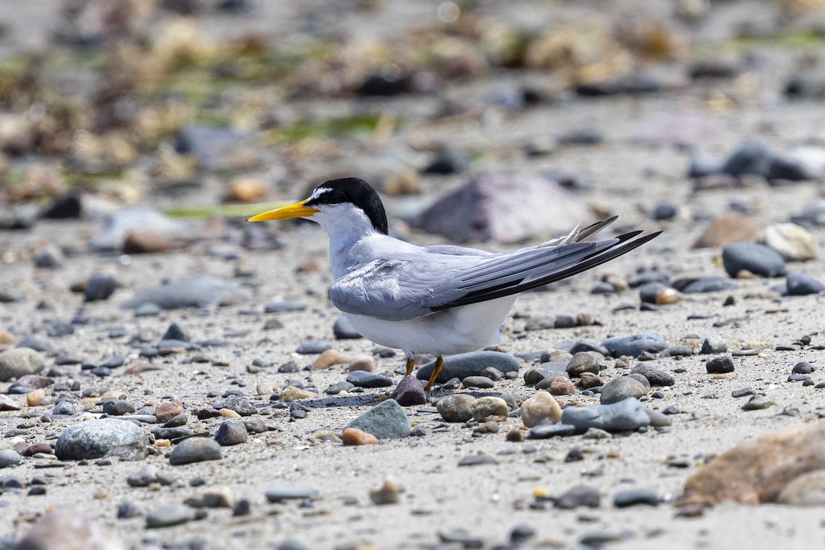 Least Tern - ML637669438