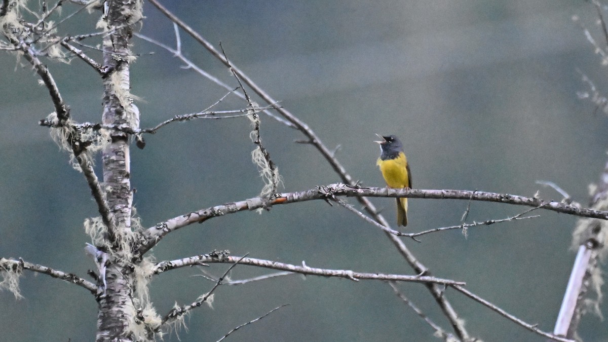 MacGillivray's Warbler - ML637669499