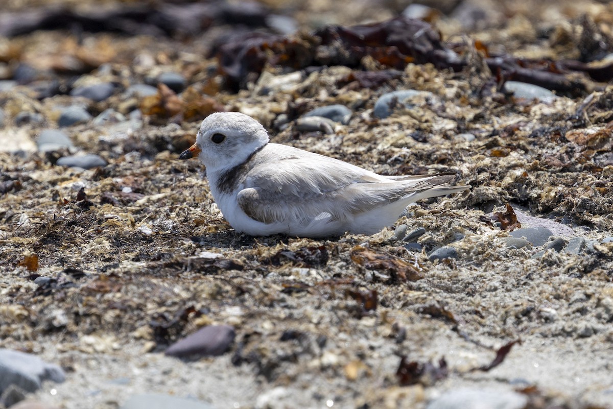 Piping Plover - ML637669525