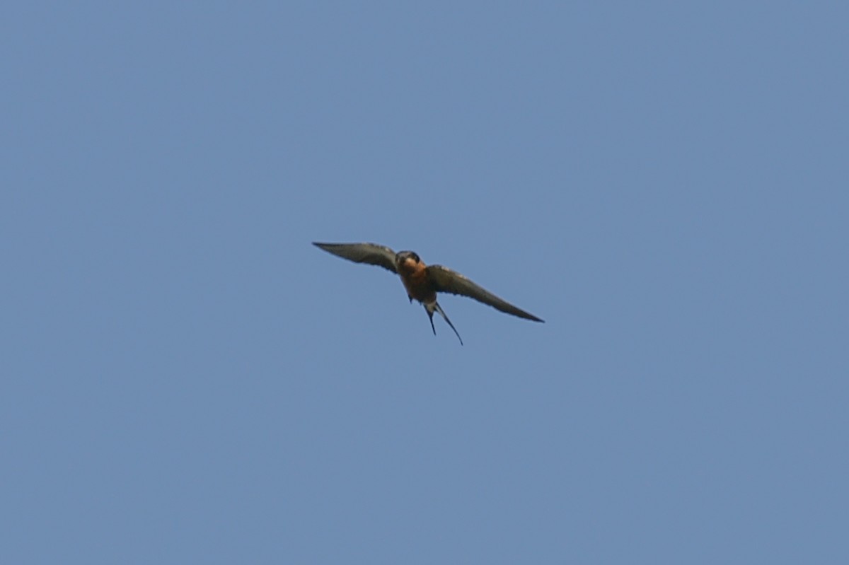 Rufous-chested Swallow - ML637669546