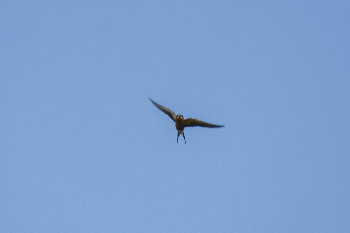 Rufous-chested Swallow - ML637669547